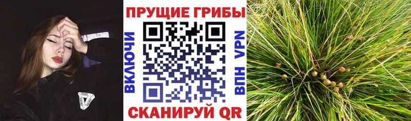 Псилоцибиновые грибы прущие грибы  Лодейное Поле 